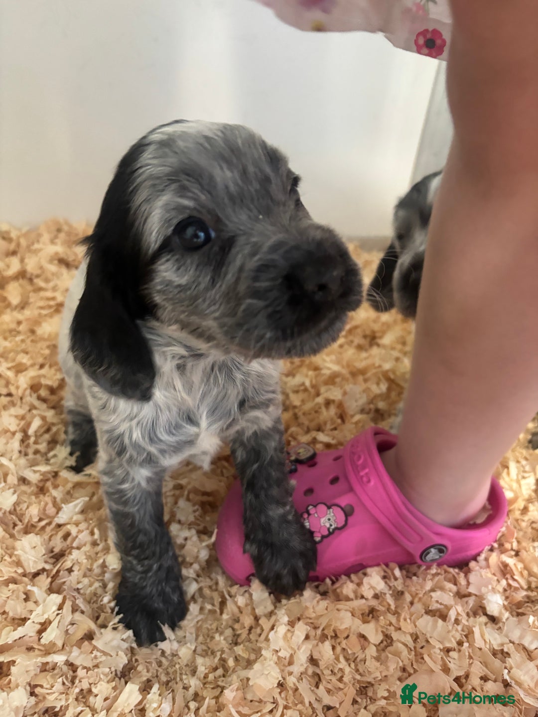 Cocker Spaniel dogs for sale: Cocker spaniel puppies  - Image 1