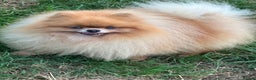 Pomeranian dogs for stud: Kc orange pomeranian for stud duties in Reigate - Advert 9