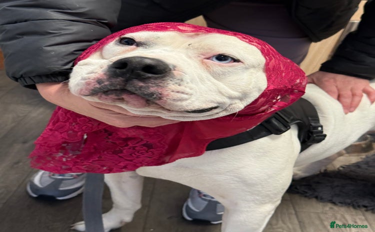 American Bulldog dogs - Advert 1