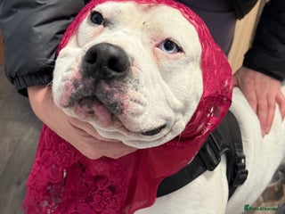 American Bulldog dogs - Advert 2