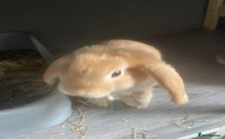 Mini Lop rabbits - Advert 7