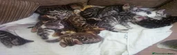 Bengal cats for sale: Full & Half Breed Bengal Kittens  - Advert 26