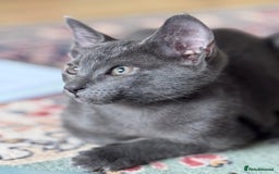 Oriental cats for sale: Ready now! Beautiful oriental mix kittens  - Image 9