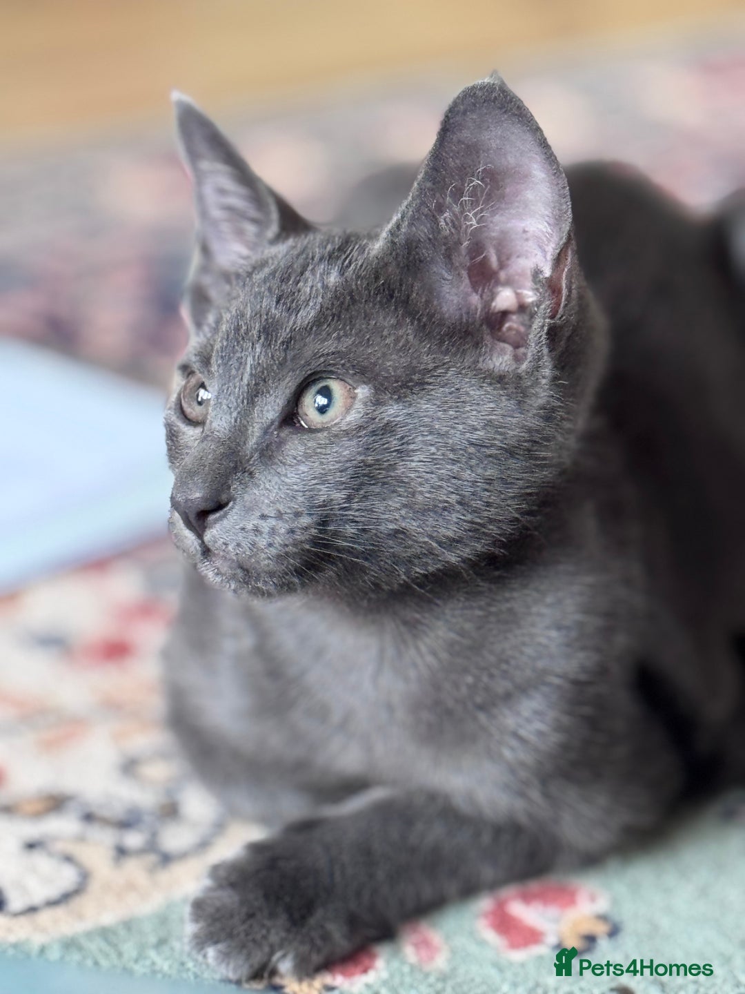 Oriental cats for sale: Ready now! Beautiful oriental mix kittens  - Image 9