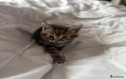 British Shorthair cats for sale: Kittens for sale  - Image 13