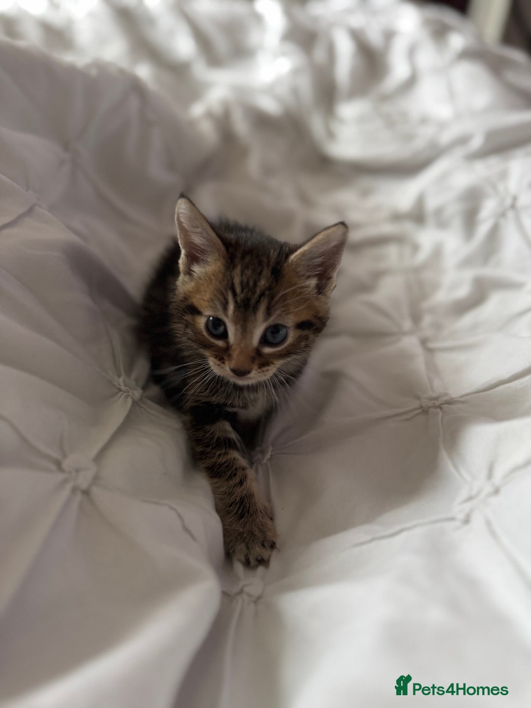 British Shorthair cats for sale: Kittens for sale  - Image 13