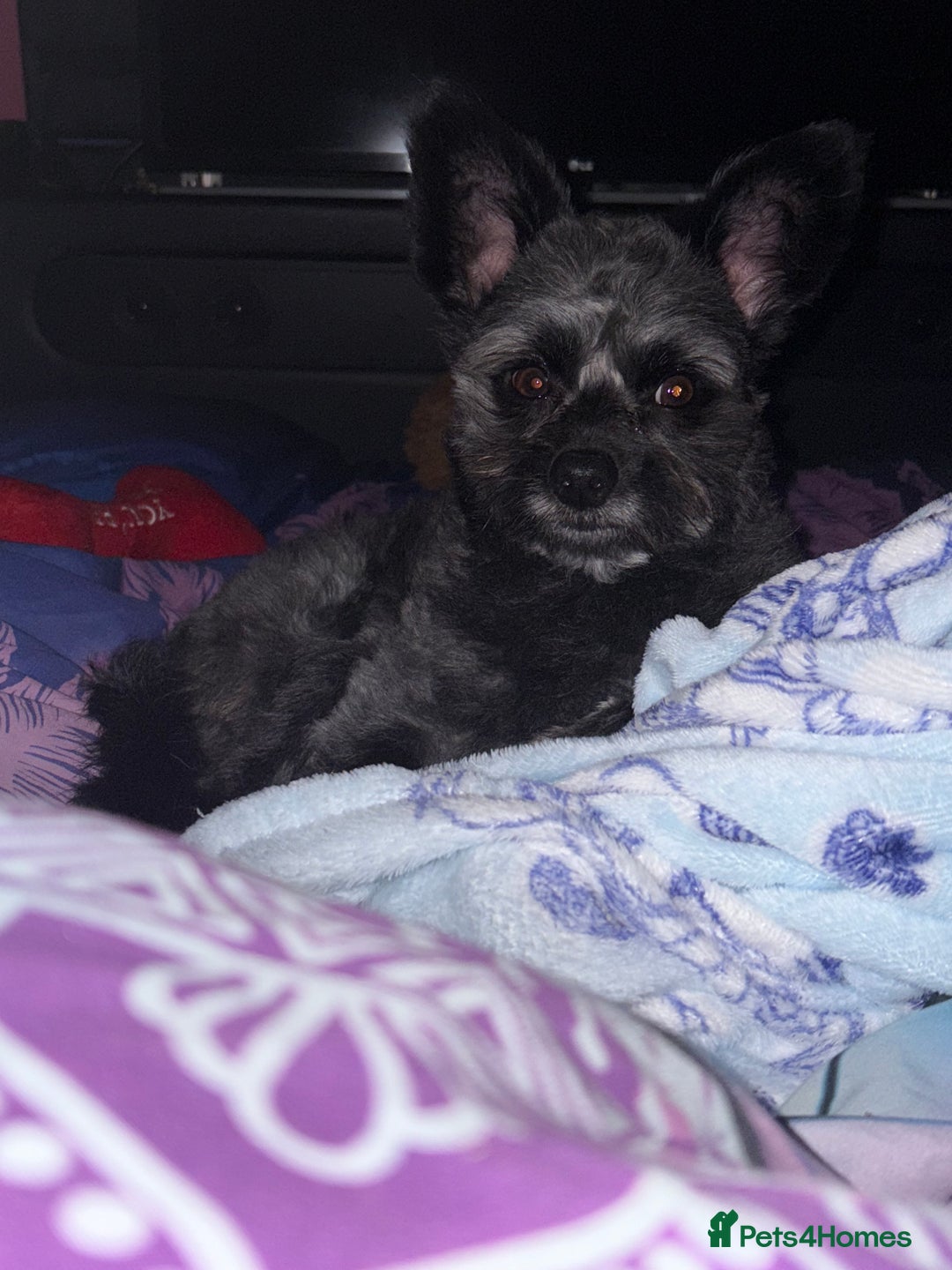 Pomapoo dogs for sale: POMPO0 - Image 5