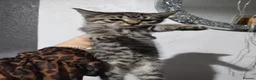 Bengal cats for sale: READY NOW - Advert 1