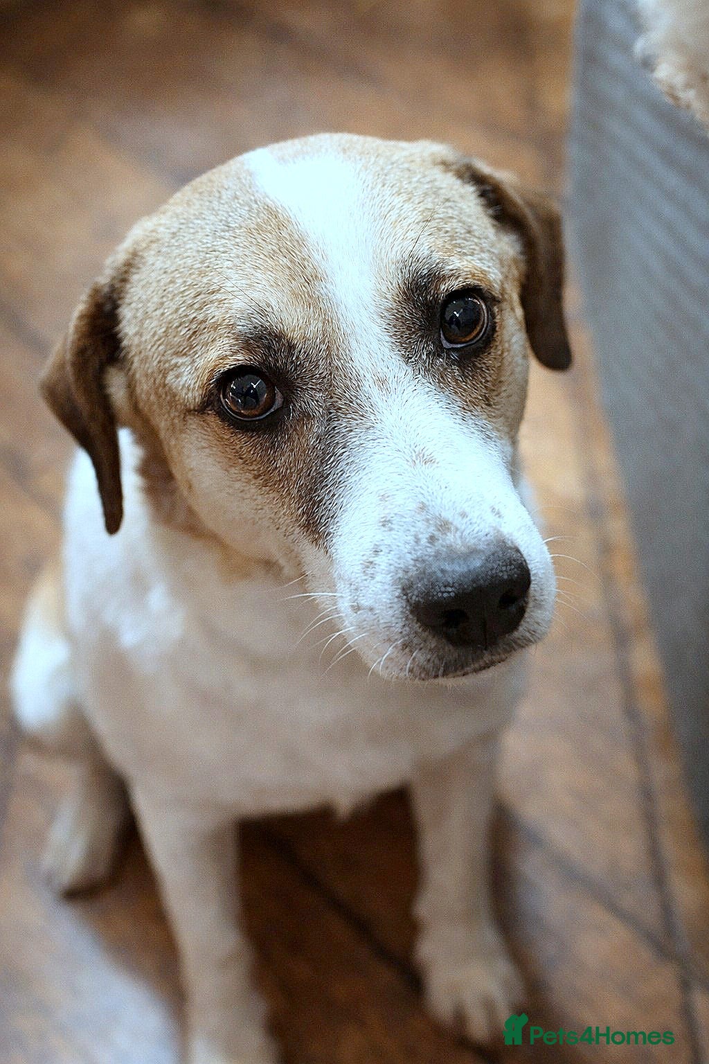 Mixed Breed dogs 🐾🤍 MARIA – Gentle, Loyal & Ready to Belong 🤍🐾 - Advert 15