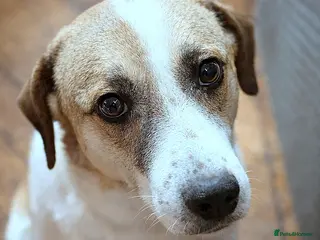 Mixed Breed dogs 🐾🤍 MARIA – Gentle, Loyal & Ready to Belong 🤍🐾 - Advert 15