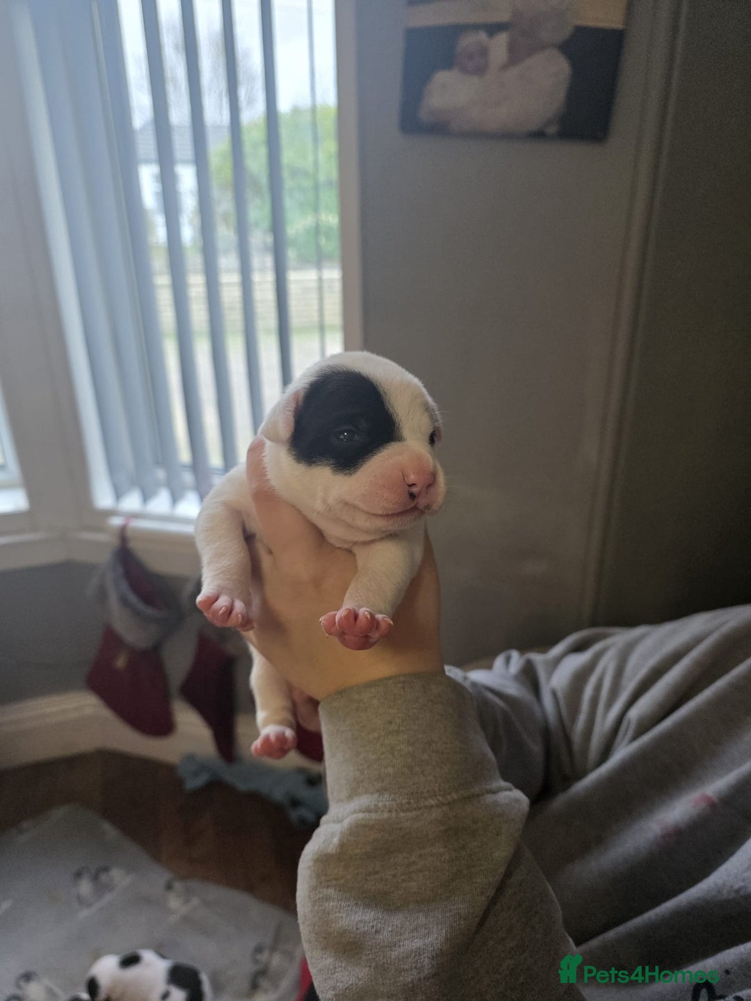 Mixed Breed dogs for sale: Staff x american bulldog puppies - Advert 1