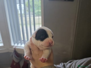 Mixed Breed dogs Staff x american bulldog puppies - Advert 1