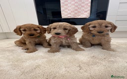 Cockapoo dogs for sale: Gorgeous F1A cockerpoos - Image 3