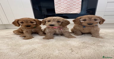 Cockapoo dogs - Advert 9