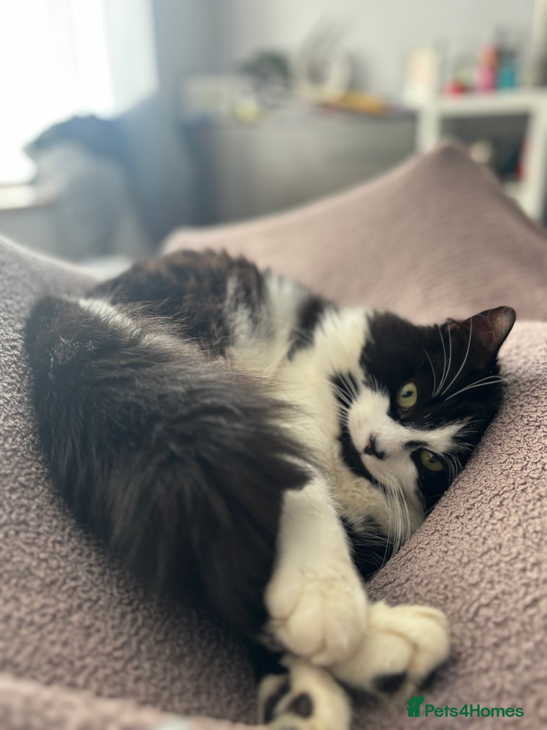 Mixed Breed cats for sale: Hugo  - Image 1