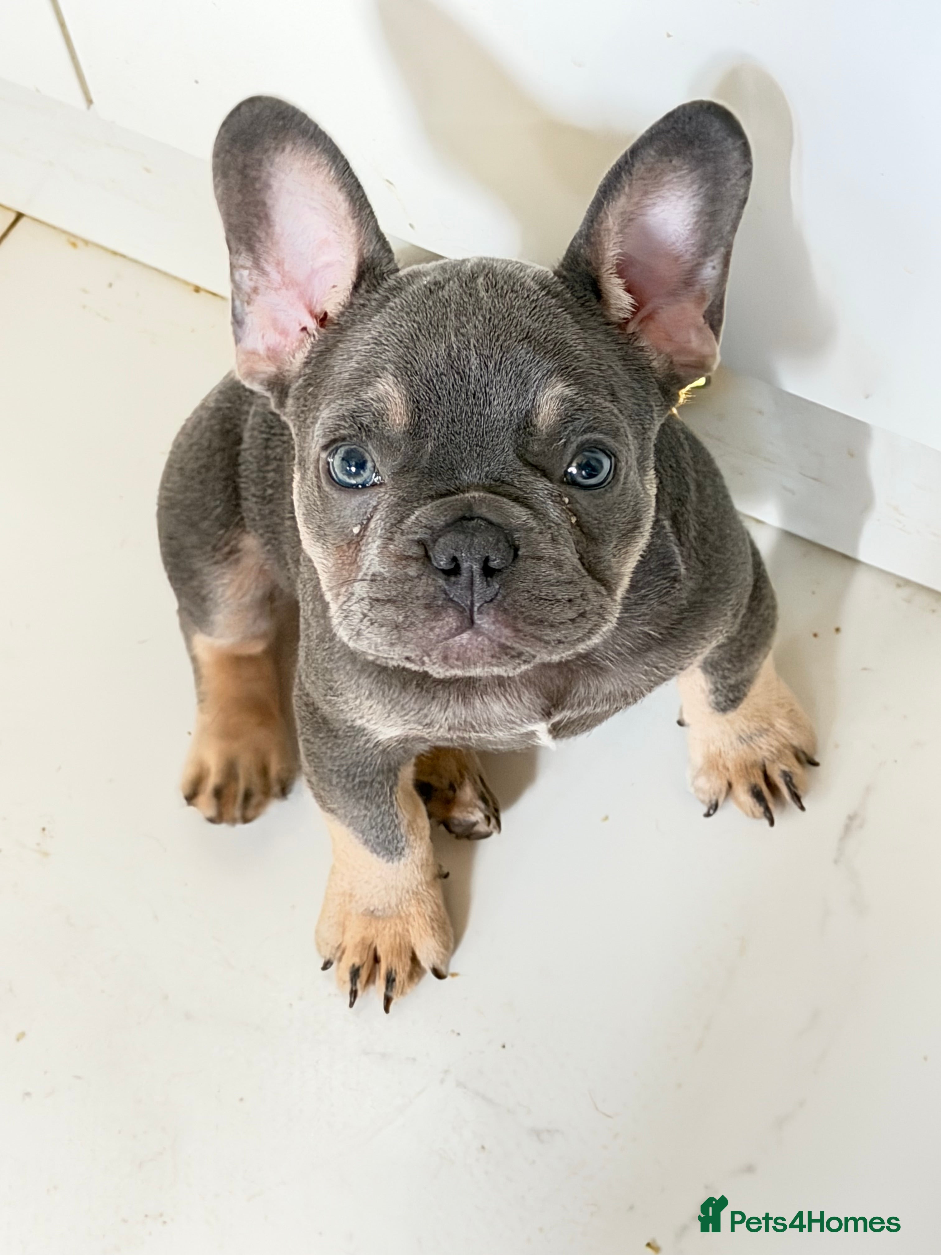 French Bulldog dogs for sale: French Bulldog Puppies Ready for Forever Home - Advert 1