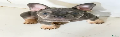 French Bulldog Puppy 1