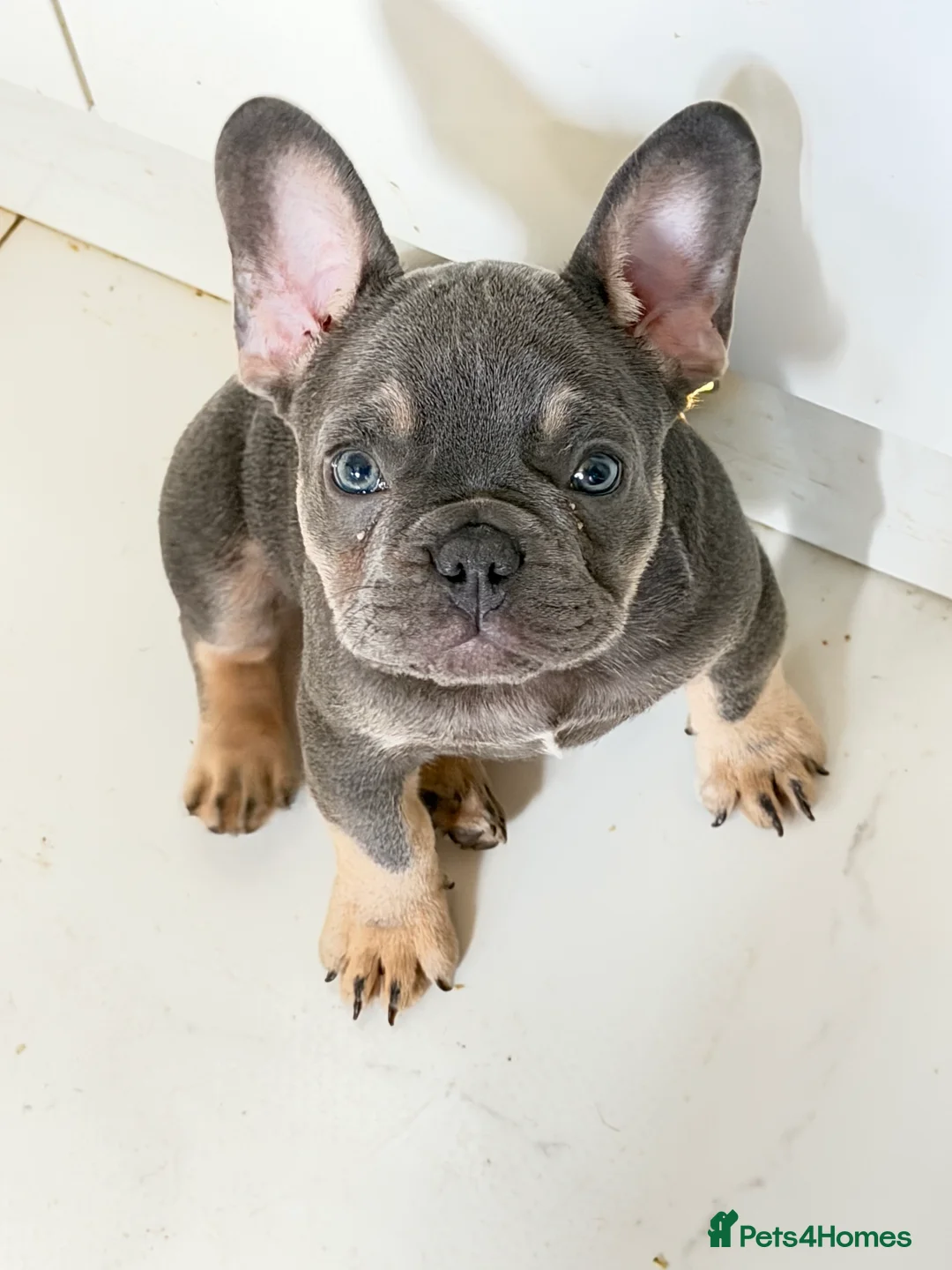 French Bulldog dogs for sale: French Bulldog Puppies Ready for Forever Home - Advert 1