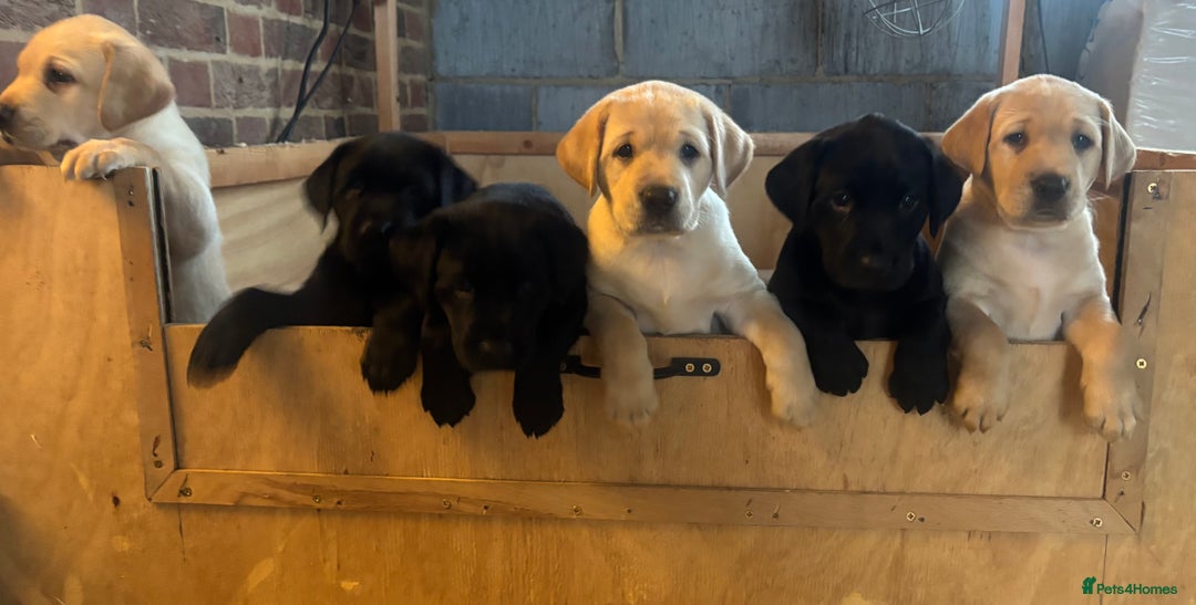 Labrador Retriever dogs for sale: Beautiful litter of Labradors - Image 4