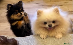 Pomeranian dogs for stud: stunning tiny 1.2kg pom stud boy  - Image 3