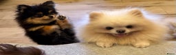 Pomeranian dogs for stud: stunning tiny 1.2kg pom stud boy  - Advert 3