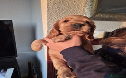 Cocker Spaniel dogs for sale: Adorable Cocker Spaniel Puppies - Image 12