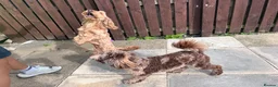 Cockapoo dogs for sale: STUNNING TOY COCKAPOOS  in Withernsea - Advert 8