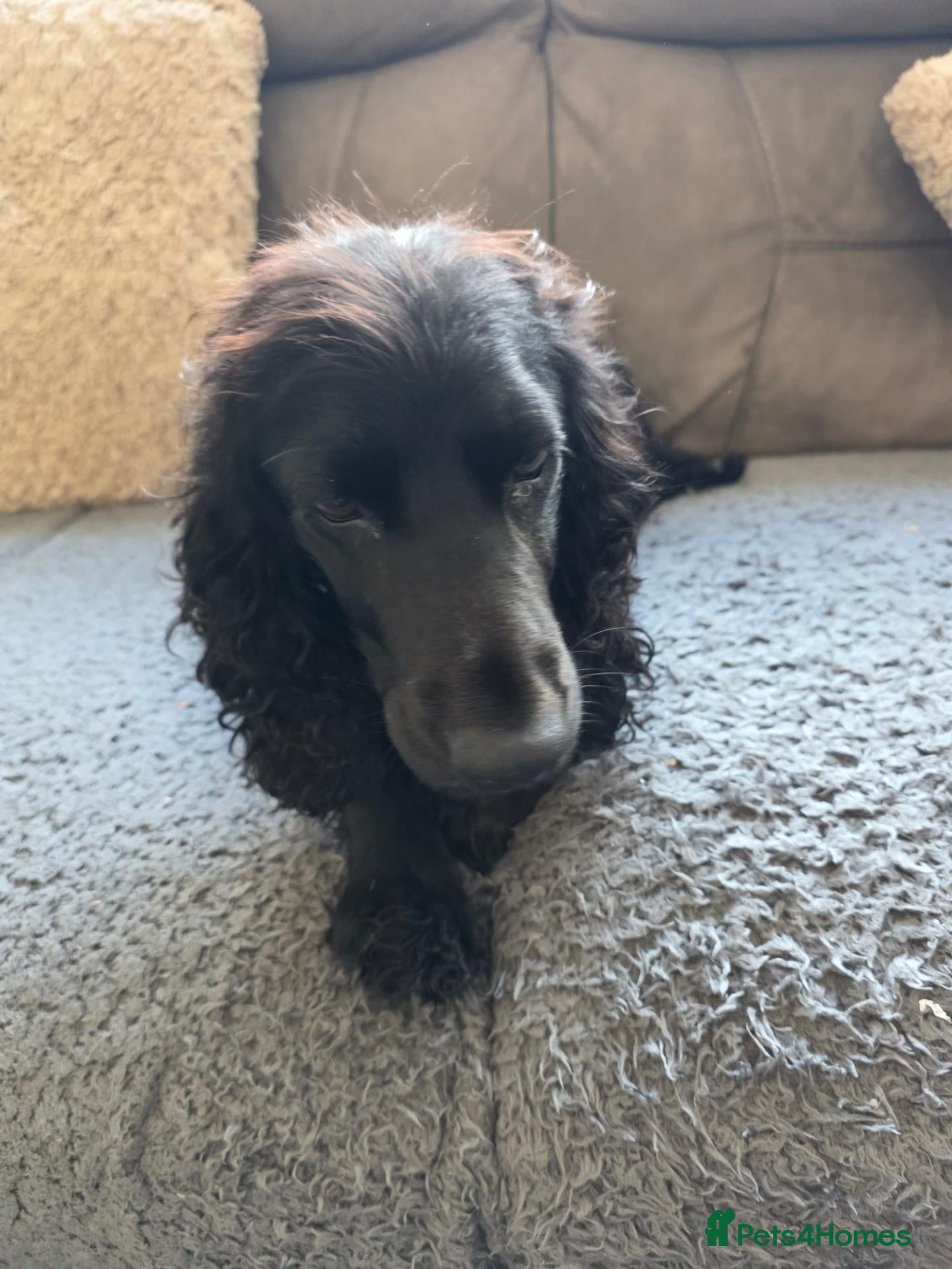 Cocker Spaniel dogs Cocker spaniel - Advert 20