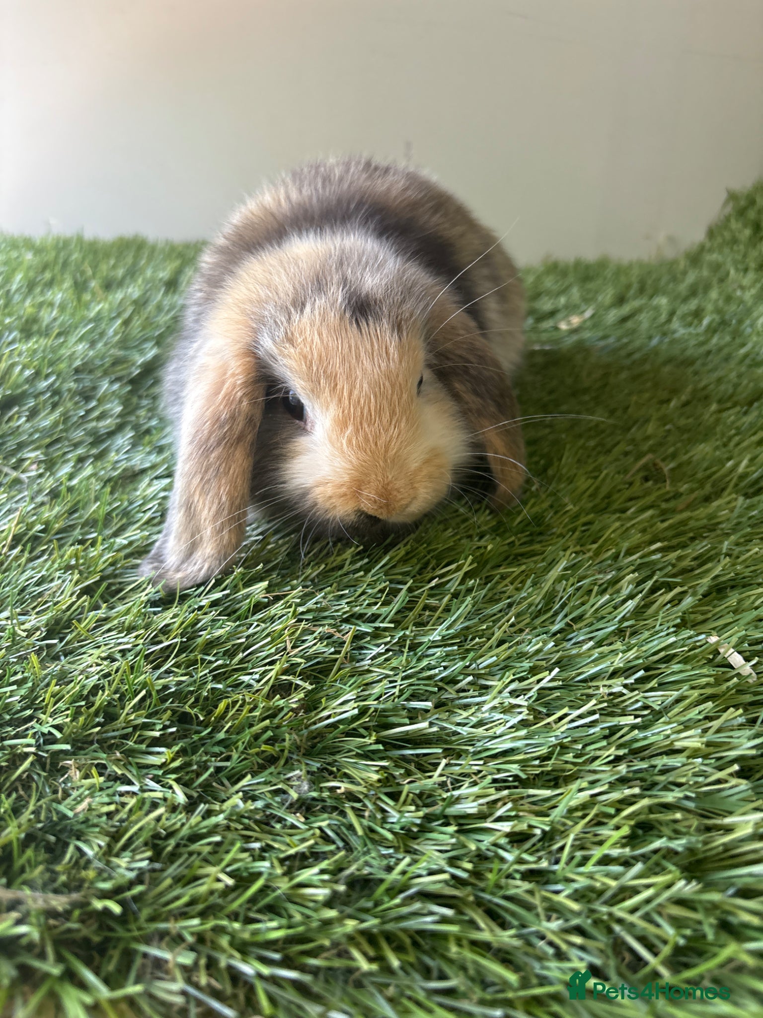 Mini Lop rabbits for sale: Mini lop baby rabbits  - Advert 7