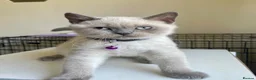 British Shorthair cats for sale: 💙 GCCF Pedigree Blue Colourpoint BSH Kitten - Advert 23