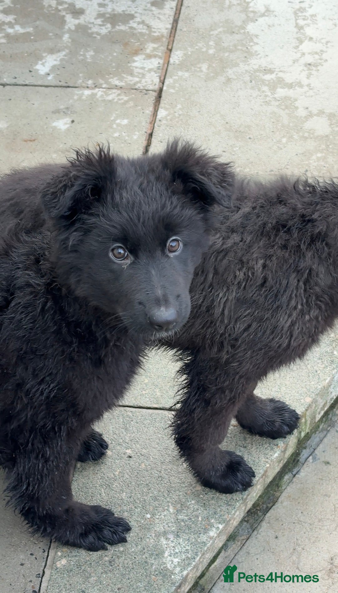 German Shepherd dogs for sale: 1 Purebred black GSD puppy - Advert 7
