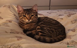 Bengal cats for sale: Bengal x tabby girl 2 years old - Image 4