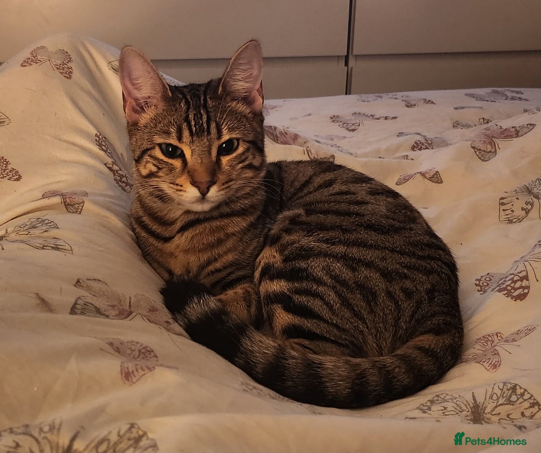 Bengal cats for sale: Bengal x tabby girl 2 years old - Image 4