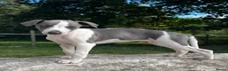 Whippet dogs for sale: 🥰LAST TWO WHIPPET BOYS REMAINING🥰 - Advert 17
