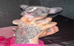 French Bulldog dogs for sale: French bulldog puppies - Advert 4