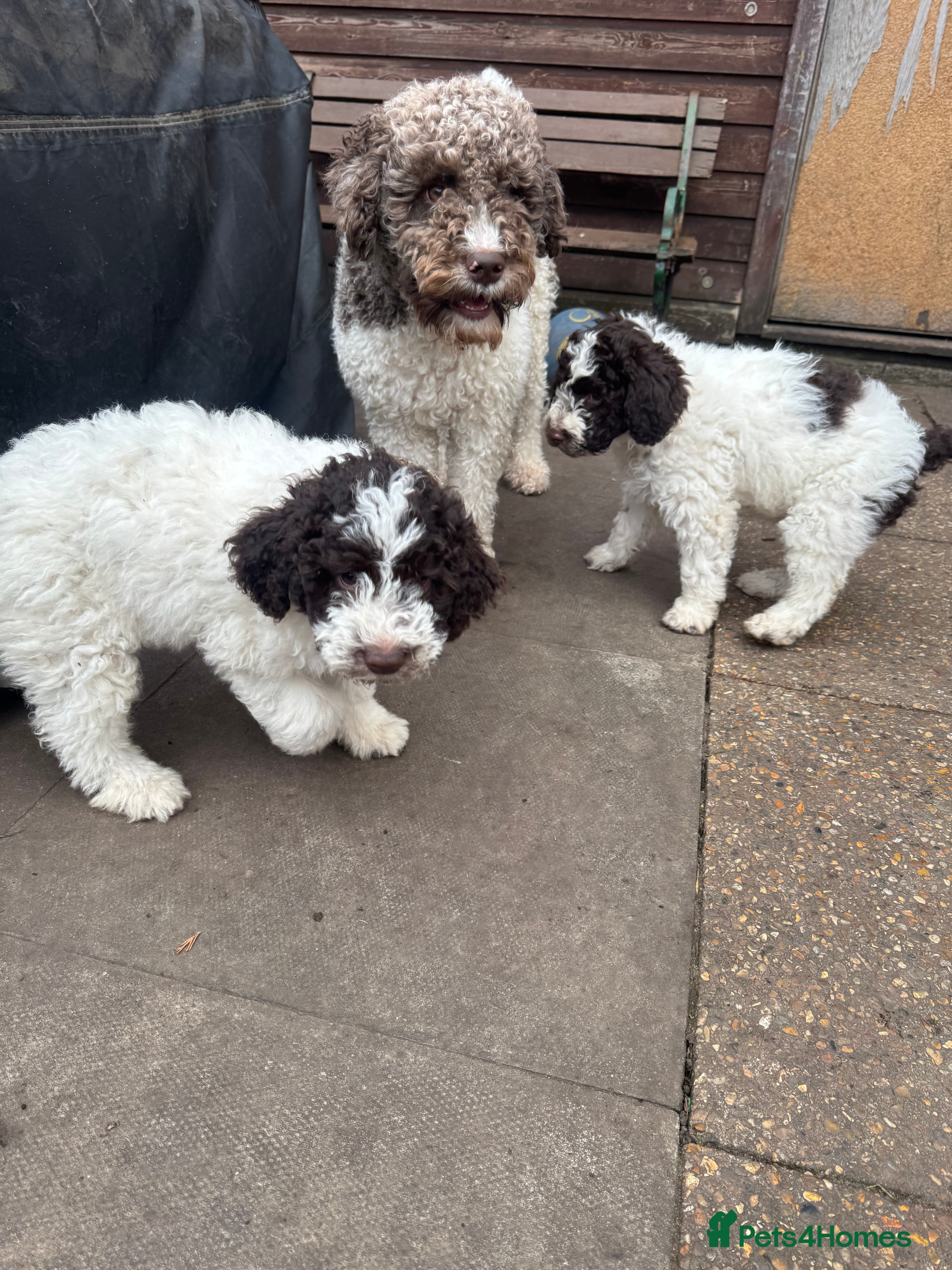 Lagotto Romagnolo dogs Lagotto Romagnolo Pups – Only two males available - Advert 2