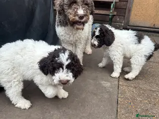 Lagotto Romagnolo dogs Lagotto Romagnolo Pups – Only two males available - Advert 2