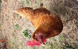 Chickens poultry for sale: Healthy, Happy ISA Brown Hen - Image 3