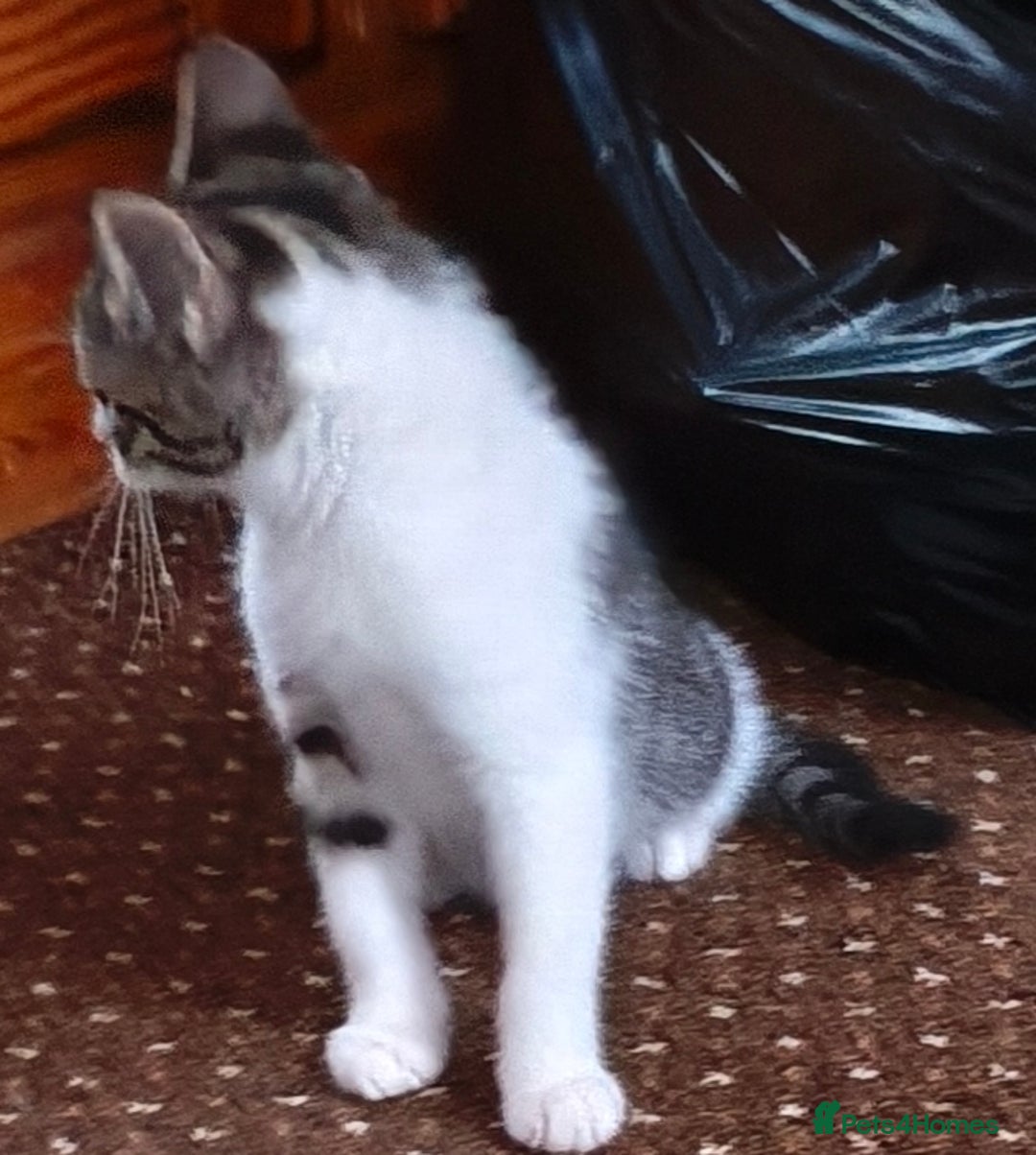 Tibetan cats for sale: Tabby white kittens looking for a lovely home - Advert 7