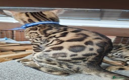 Bengal cats for sale: 1no. Female & 1no. Male Bengal Kittens available - Image 13