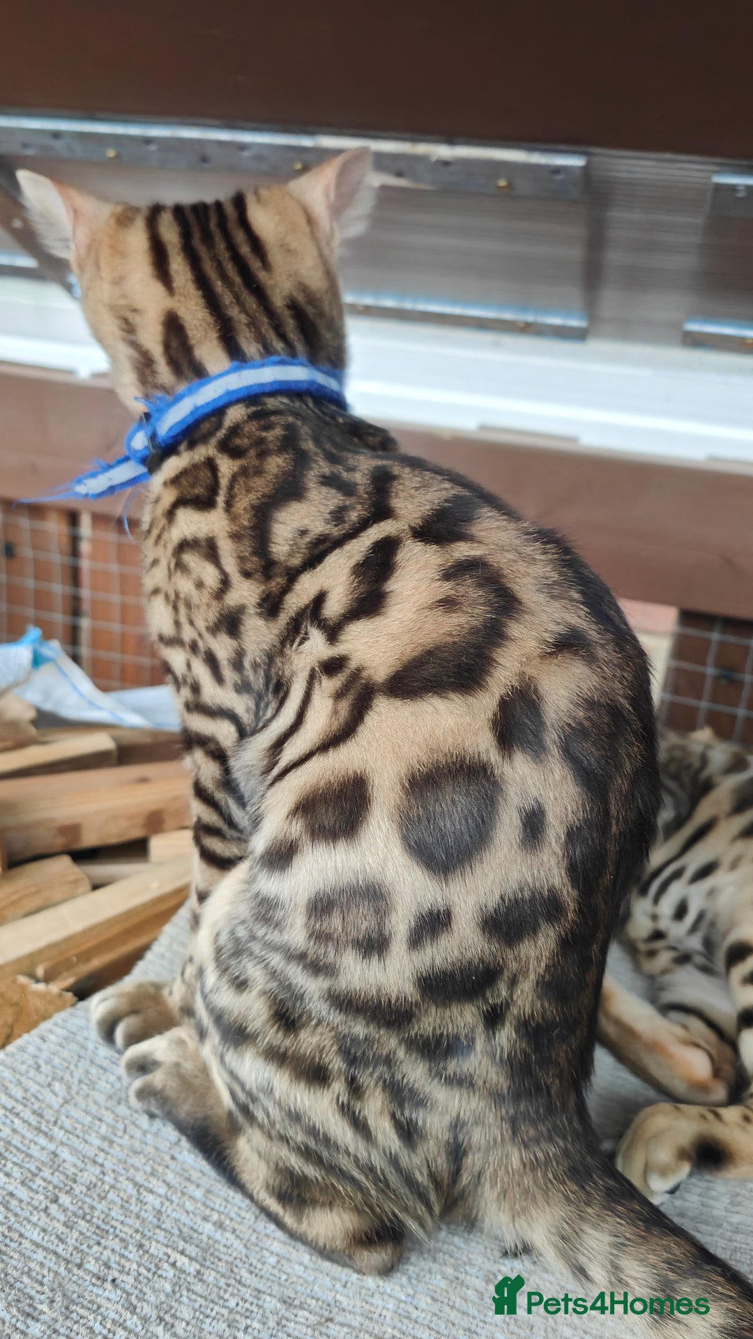Bengal cats for sale: 1no. Female & 1no. Male Bengal Kittens available - Image 13