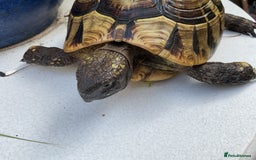 Hermann Tortoise reptiles for sale: Testudo hermanni - Image 8