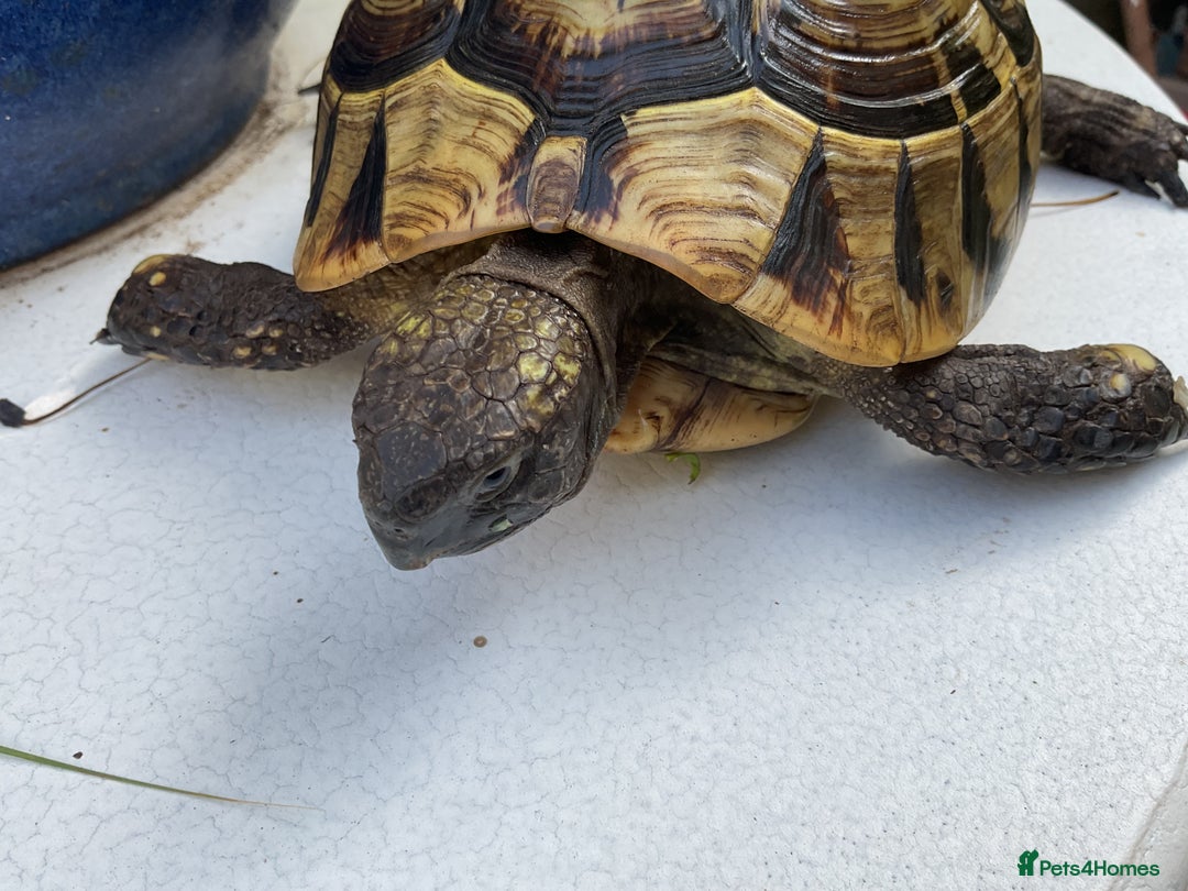 Hermann Tortoise reptiles for sale: Testudo hermanni - Image 8