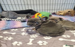 French Bulldog dogs for sale: Quality french bulldogs available to leave 🐾 - Image 7