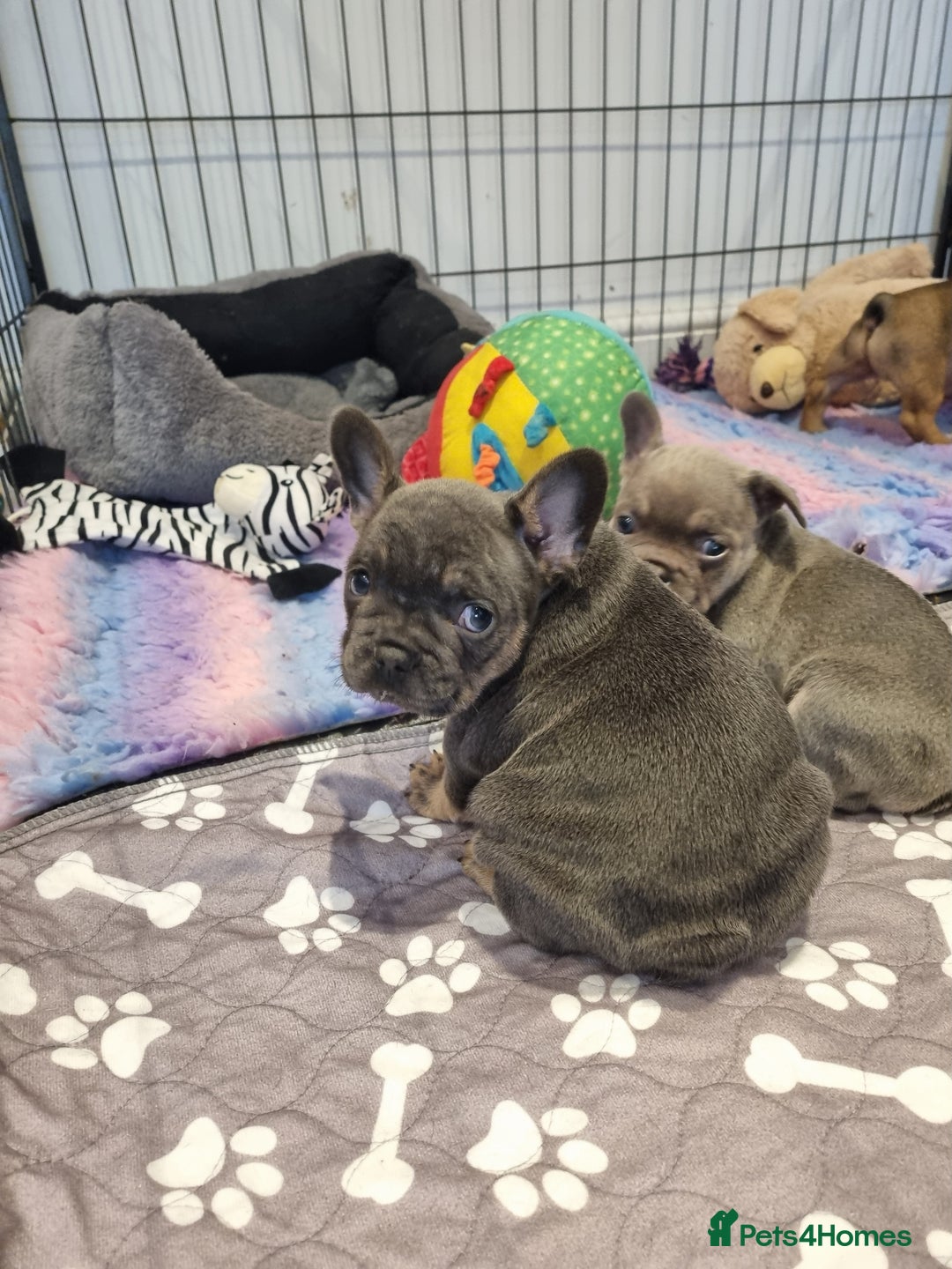 French Bulldog dogs for sale: Quality french bulldogs available to leave 🐾 - Image 7