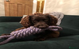 Cocker Spaniel dogs for sale: Buddy needs a forever home- 7 months old - Advert 3