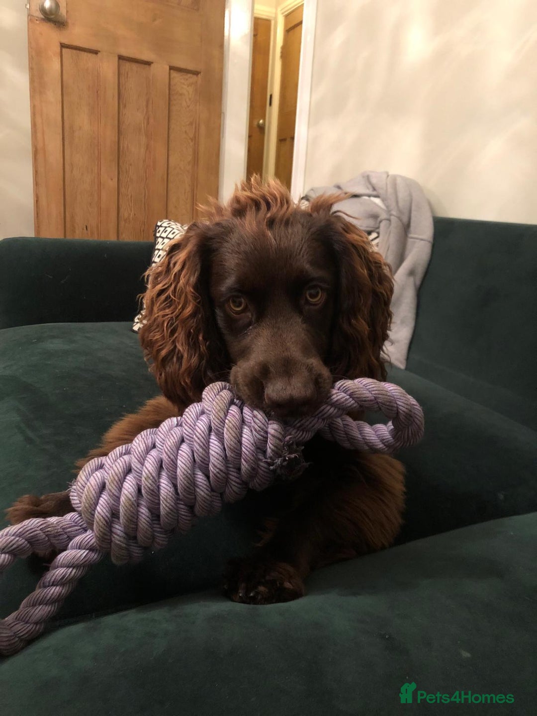 Cocker Spaniel dogs for sale: Buddy needs a forever home- 7 months old - Advert 3