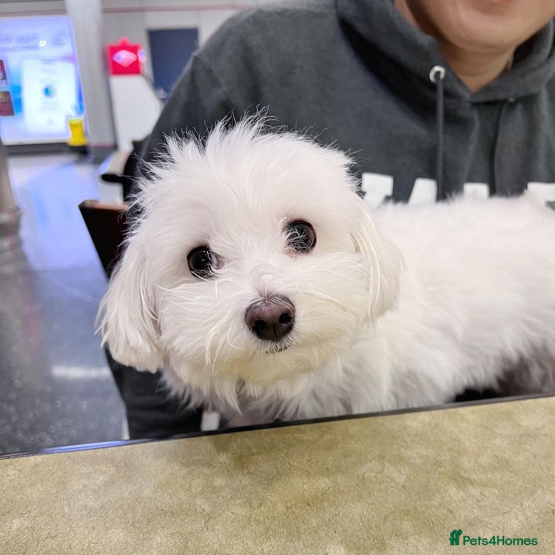 Maltese dogs for sale: Cute Maltese Puppy For Rehome - Image 5