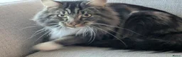 Maine Coon cats for sale: Maincoon, male - Advert 5