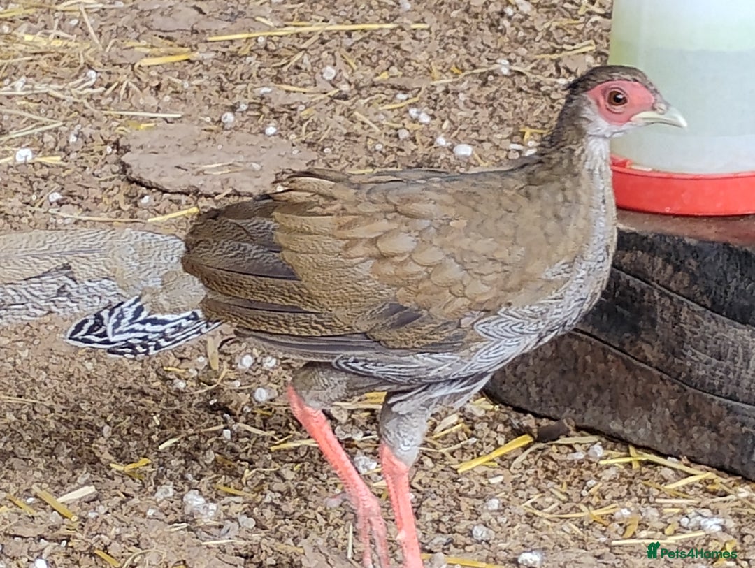 Pheasants poultry for sale: 4 Golden Pheasants and One Silver - Image 2